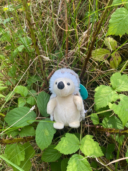 Quilliam the super soft hedgehog plushie - Hello Pumpkin